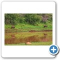 Nyala Antilope