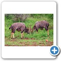 Nyala Antilope