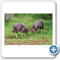Nyala Antilope