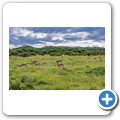 Springbock