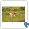 Springbock