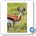 Springbock