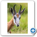 Springbock