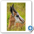Springbock