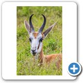 Springbock
