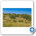 Springbock