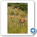 Springbock