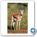 Springbock