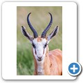 Springbock