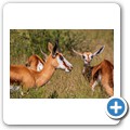 Springbock