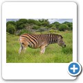 Steppenzebra