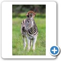 Steppenzebra