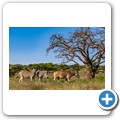 Steppenzebra