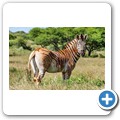Steppenzebra