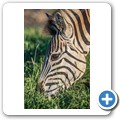 Steppenzebra