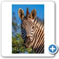 Steppenzebra