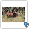 Roan Antilope