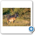 Roan Antilope