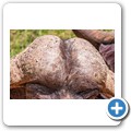 Kaffernb&uuml;ffel