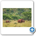 Breitmaulnashorn