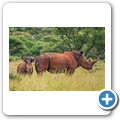 Breitmaulnashorn