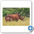 Breitmaulnashorn