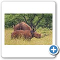 Breitmaulnashorn