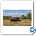 Breitmaulnashorn