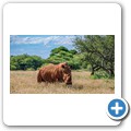 Breitmaulnashorn