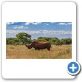 Breitmaulnashorn