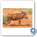 Warzenschwein