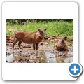 Warzenschwein