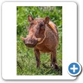 Warzenschwein
