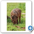 Warzenschwein