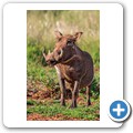 Warzenschwein