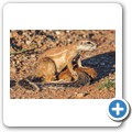 Borstenh&ouml;rnchen