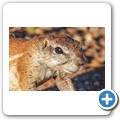 Borstenh&ouml;rnchen