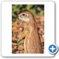 Borstenh&ouml;rnchen
