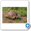Pantherschildkr&ouml;te