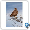 Steppen-Bussard