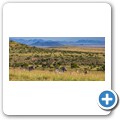 Mountain Zebra NP