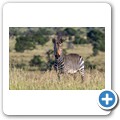 Kap-Bergzebra