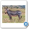 Kap-Bergzebra