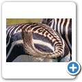 Kap-Bergzebra