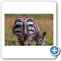 Kap-Bergzebra