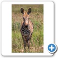 Kap-Bergzebra