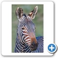 Kap-Bergzebra
