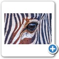 Kap-Bergzebra