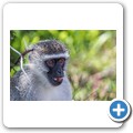 Gr&uuml;ne Meerkatze
