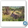 Oryx Antilope